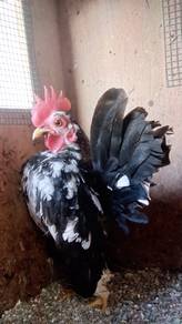 ayam serama jantan
