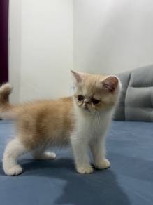 exotic shorthair