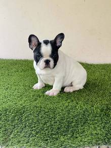 Cute French Bulldog - Male - FB04