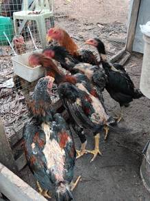 Ayam baka pama