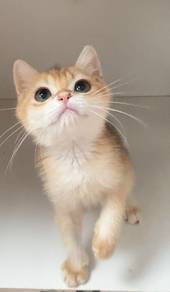 British Shorthair Golden Female