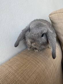 Holland Lop Female