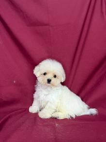 Super Tiny Maltese✨