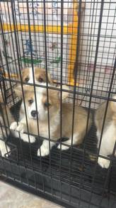 Pure Breed Corgi Puppies (2M2F) 纯种柯基宝宝等家
