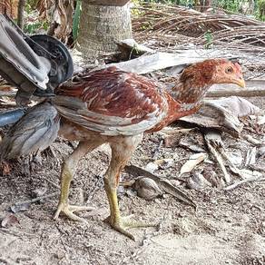 ayam