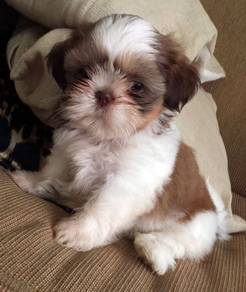 Round Shihpoo / Fluffy / Teddy Face / Companion Do