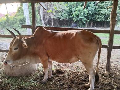 Lemb7 untuk dijual 