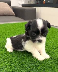 Shihtzu Female