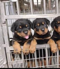 Rottweiler available10