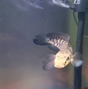 channa maru yellow sentarum 