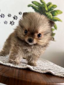mini Pomeranian 25