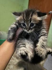 Kitten