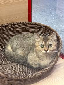 Cat for Sale ( Munchkin)