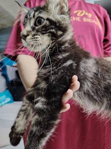 Purebreed Mainecoon