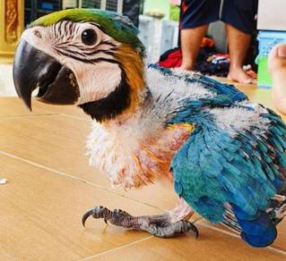Burung Baby Blue And Gold Macaw Parrot Bird