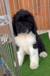 Giant Poodle