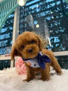 Teddy bear tiny toy poodle baby boy