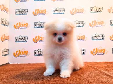 Dolly Bear Pom
