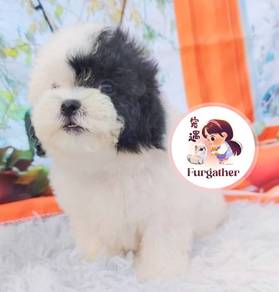 Maltipoo