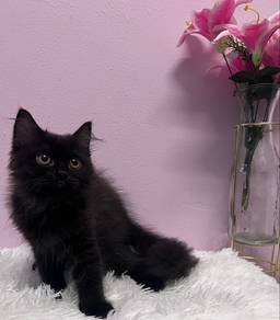 kitten bsh black