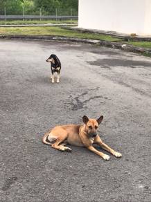 adult dogs look for new home