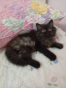 Anak Kucing Parsi