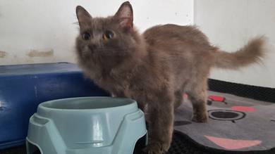 Kitten BSH Mix Mainecoon