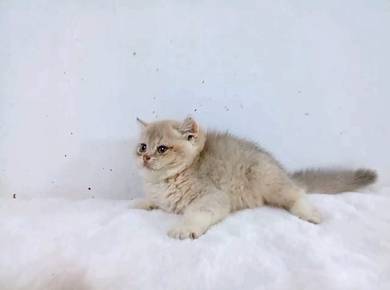 bsh golden blue