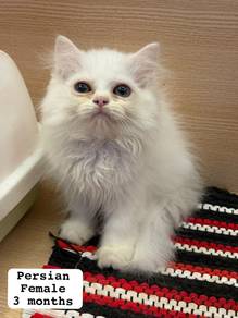 Persian Untuk Dijual !!