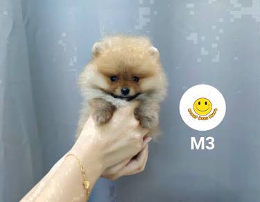 G_77880 tiny Pomeranian pretty pet dog