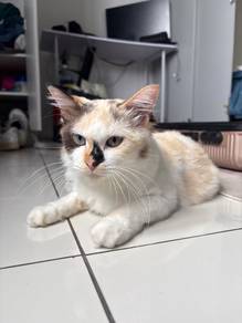 Rehome cat