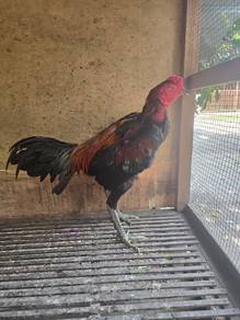 Ayam Sabung baka batang kaki 