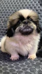 Pekingese Puppies male female