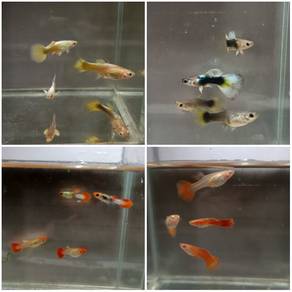 Ikan Guppy (Guppy fish)