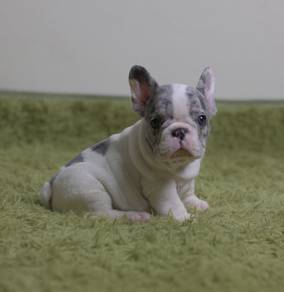 FRENCH BULLDOG PUPPIES 🌻S184 Charming  Boy~Girl