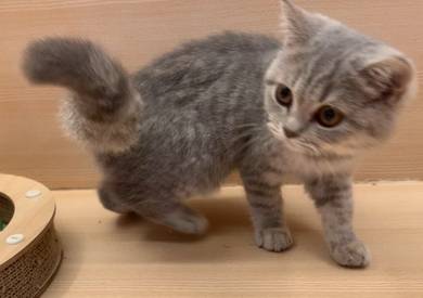 Bsh Grey Tabby