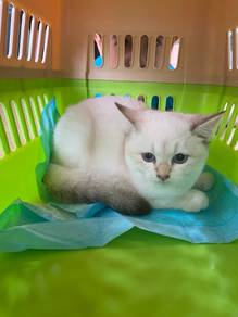 cat kucing kitten mix bsh golden female white