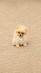 Pomeranian Cream White Female Puppy PROMO