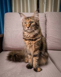 Mainecoon Female