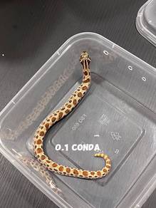 hognose snake (conda morph)