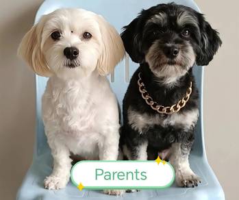 Shihpoo For Sale