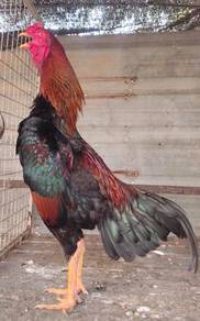 Ayam shamo cross aseelmurga 6bln