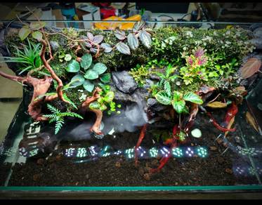 Mini Rainforest Paludarium Premium