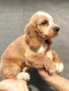 ENGLISH COCKER SPANIEL PUPPIES F377 🌻Female