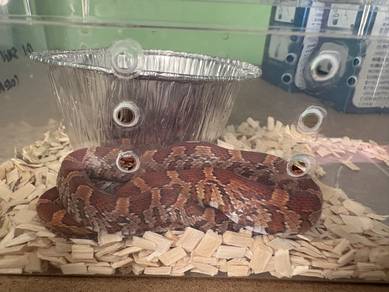 corn snake