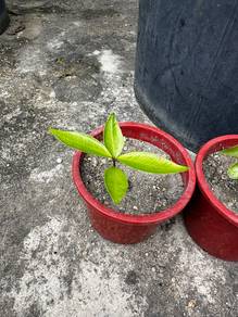 Anak Pokok Jambu Mawar