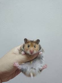 hamster syrian bigbone