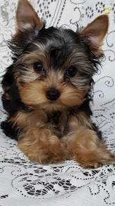 J1315 Puppers Silkese Long Hair Small Puppy Baby D