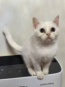 BSH mixed kitten