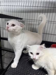 Cat for Adoption
